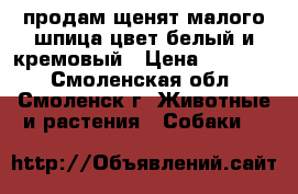 продам щенят малого шпица цвет белый и кремовый › Цена ­ 15 000 - Смоленская обл., Смоленск г. Животные и растения » Собаки   